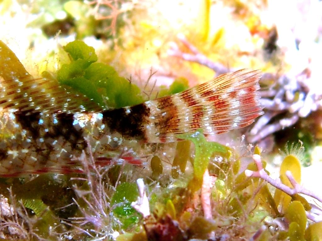 Tripterygion tartessicum(Carreras-C.,Pascual,Macpherson2007)